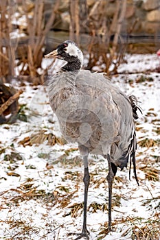 Common crane. Grus grus.