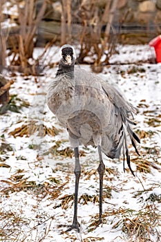 Common crane. Grus grus.