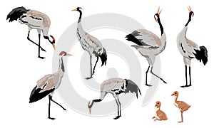 Common crane or Grus grus or Eurasian crane. A collection of gray cranes in various poses. Birds are looking for food, standing, d