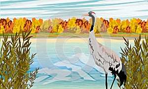 Common crane or Grus grus or Eurasian crane. Gray crane on the shore of the lake.