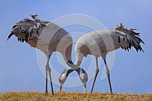 Common Crane, Grus grus, feeding grass, two big bird in the nature habitat, Lake Hornborga, Sweden