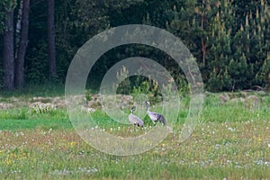 Common Crane (Grus grus) in field