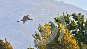 The common crane Grus grus in flight