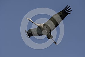 Common Crane Grus grus in flight.