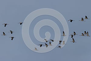 Common Crane Grus grus in flight