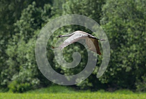 Common crane Grus grus in flight