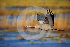 Common Crane, Grus grus, flying big bird in the nature habitat, Germany