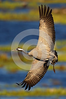 Common Crane, Grus grus, flying big bird in the nature habitat, Lake Hornborga, Sweden photo