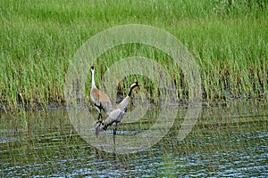 common crane, Grus grus, standing in a lake in Sweden