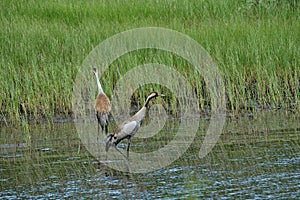common crane, Grus grus, standing in a lake in Sweden