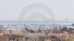 Common Crane in the Hortobagy, Hungary