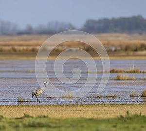 Common Crane, Hortobagy National Park, UNESCO World Heritage Site, Puszta is one of largest meadow and steppe ecosystems in Europe photo