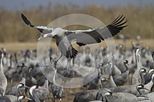 Common crane landing