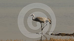 Common Crane - Little Rann of Kutch