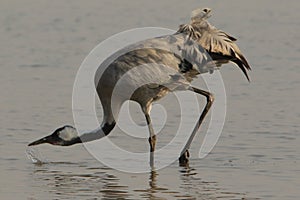 Common crane on the Little Rann of Kutch