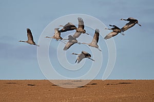 Common Crane migration in autumn on the Baltic Sea