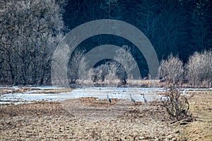 Common Crane near forest on the ground