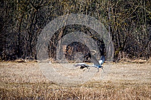 Common Crane near forest on the ground