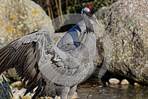 Common Crane opens its wings in a rocky landscape photo