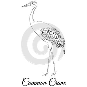 Common crane outline. Vector bird coloring