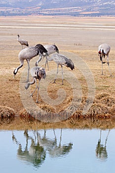 Common crane snowing, latin: Grus grus