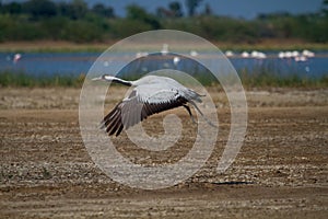 Common crane taking off