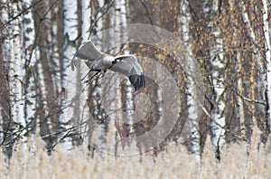 Common Crane taking off in the forest behind the reeds