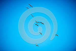 Common Crane up in the air