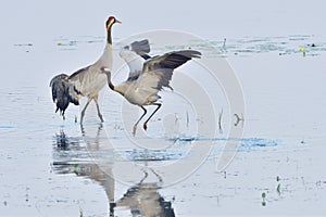 Common crane in Upper Lusatia