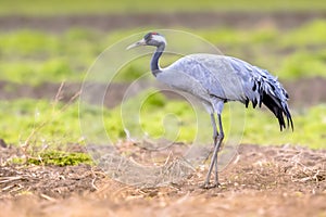 Common crane walking in agricultural field