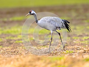 Common crane walking in agricultural field