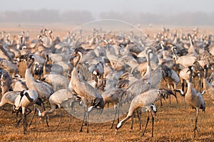 Common cranes
