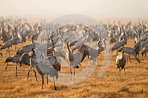 Common cranes