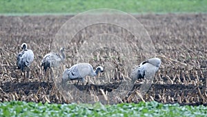Common Cranes or Eurasian Cranes Grus Grus birds feeding in corn fields