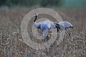 Common cranes in the field Mecklenburg Germany