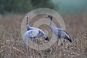 Common cranes in the field Mecklenburg Germany