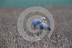 Common cranes in the field Mecklenburg Germany