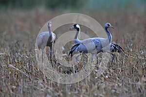 Common cranes in the field Mecklenburg Germany