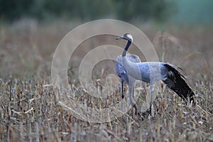 Common cranes in the field Mecklenburg Germany