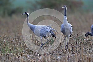 Common cranes in the field Mecklenburg Germany