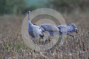 Common cranes in the field Mecklenburg Germany