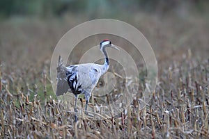 Common cranes in the field Mecklenburg Germany