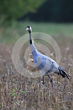 Common cranes in the field Mecklenburg Germany