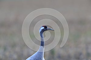 Common cranes in the field Mecklenburg Germany