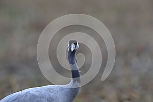 Common cranes in the field Mecklenburg Germany