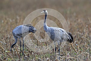 Common cranes in the field Mecklenburg Germany