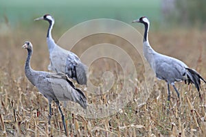 Common cranes in the field Mecklenburg Germany