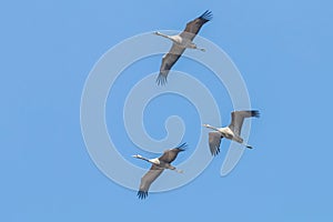 Common Cranes in flight blue skies, Grus grus migration