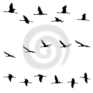 Common Cranes in the flight silhouettes set