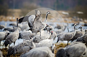 Common Cranes